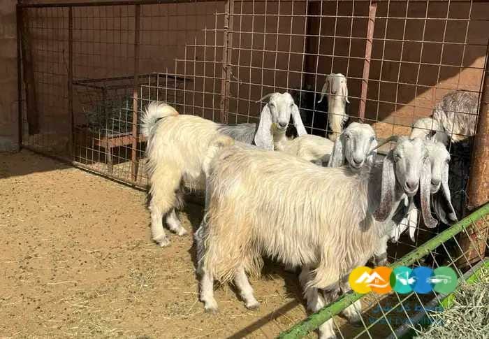 معزا عوارض ومضاريع مشاريك طيبه