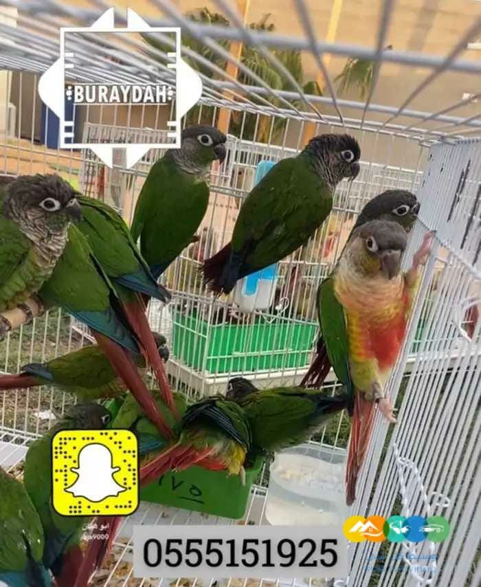 اجواز كنيور منوعه