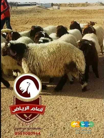 ذبايح (ذبح تغليف توصيل مجانا )