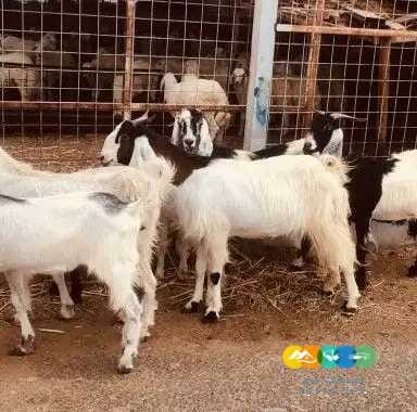 معزا مصريات طيبه