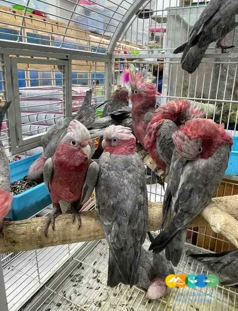 فروخ مكاو قالا كاسكو