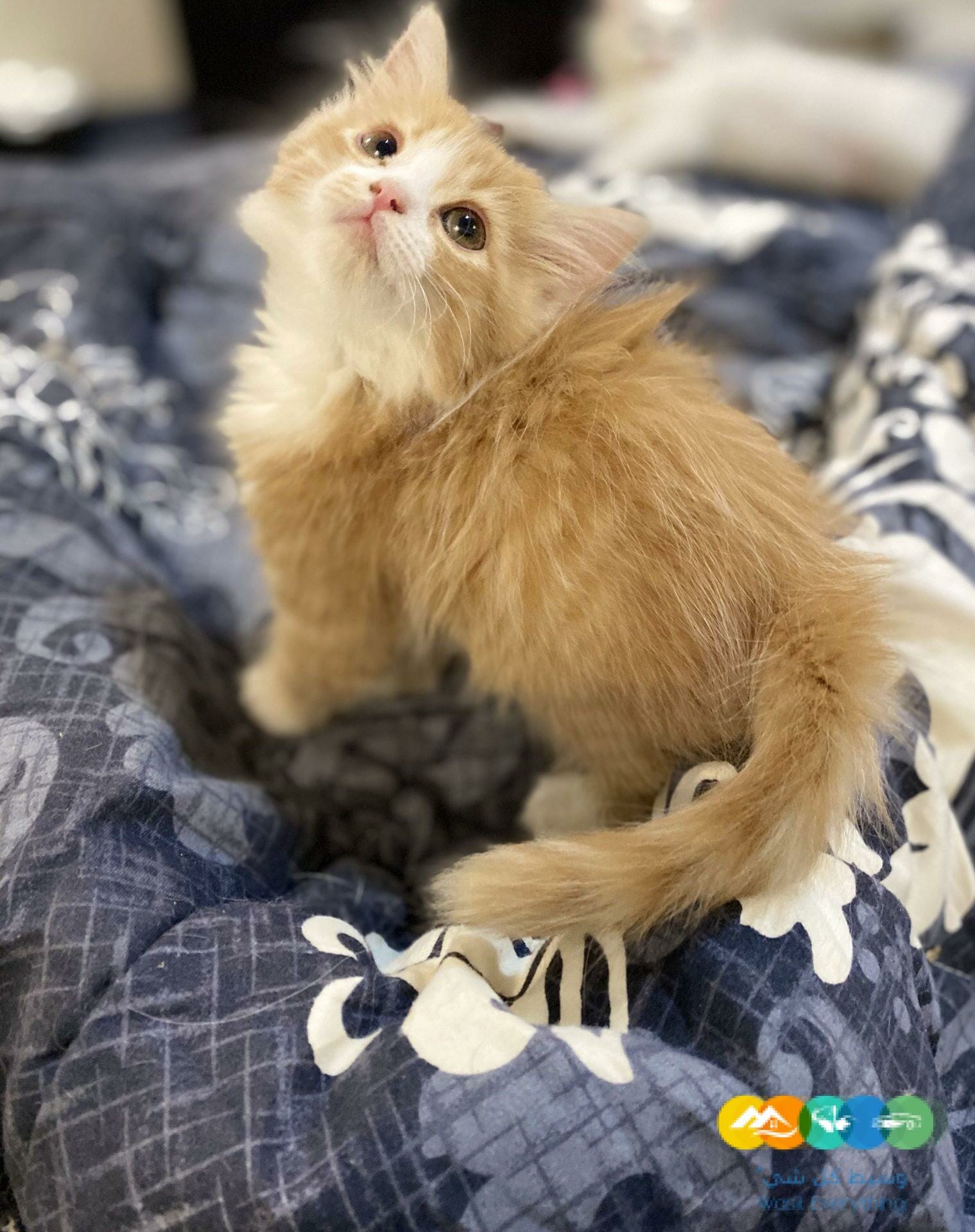 للبيع قطط شيرازى و هيمالايا