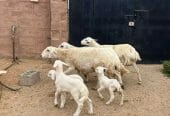 حريات مواليد طيبه 3 تحتها 3