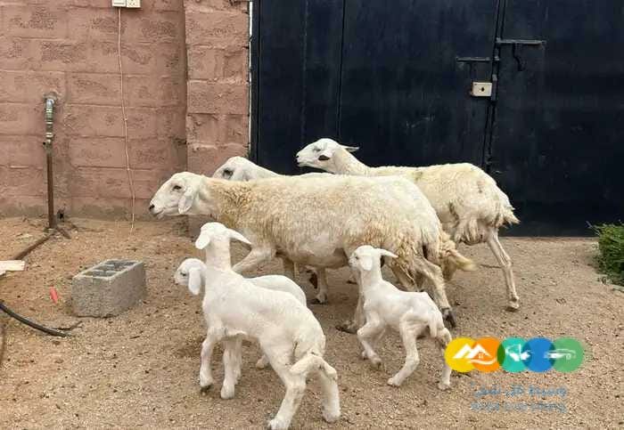 حريات مواليد طيبه 3 تحتها 3