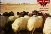 ذبايح فاخره وجبره توصيل مجاني