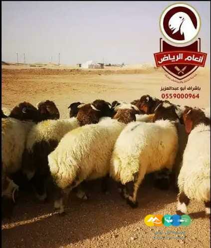 ذبايح فاخره وجبره توصيل مجاني