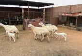 حريات مواليد طيبه 3 تحتها 3