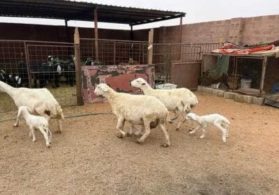 2379ef3c-f555-41e1-a897-3004e3f09521