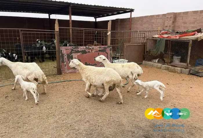 حريات مواليد طيبه 3 تحتها 3