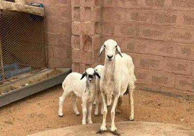 28f2bf8a-2268-4274-9ae2-9086b15a4b6e