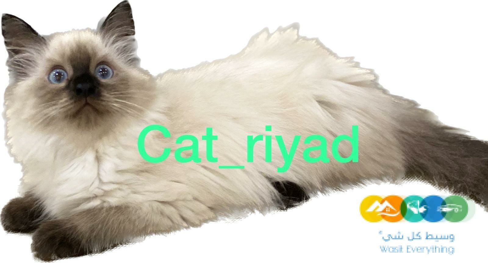 للبيع قطط شيرازى و هيمالايا