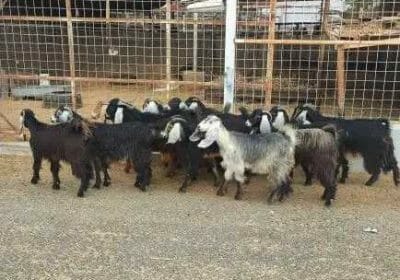 2aaeac5b-e203-4aad-a433-12085655b050