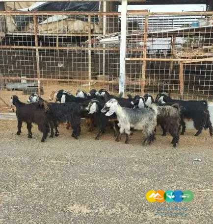 معزا جفرات عوارض