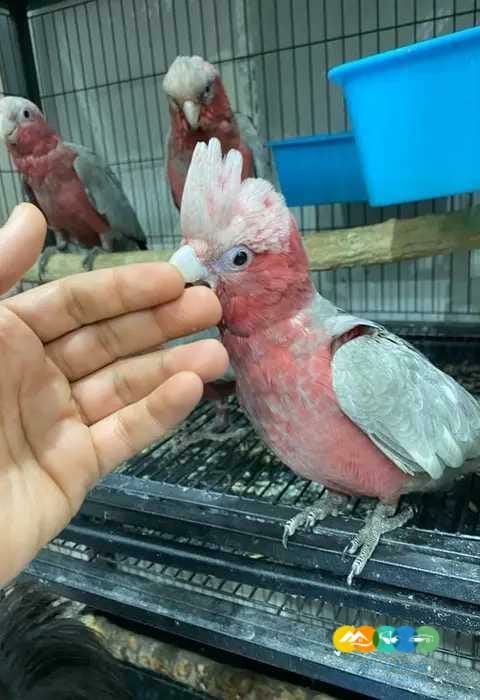 فروخ كاسكو مكاو كوكاتو قالا