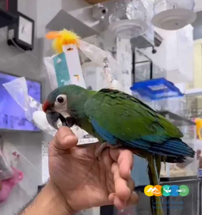 فروخ كاسكو مكاو كوكاتو قالا