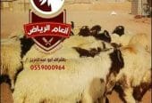 أنعام الرياض للذبائح البلدي