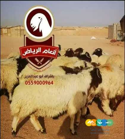 أنعام الرياض للذبائح البلدي