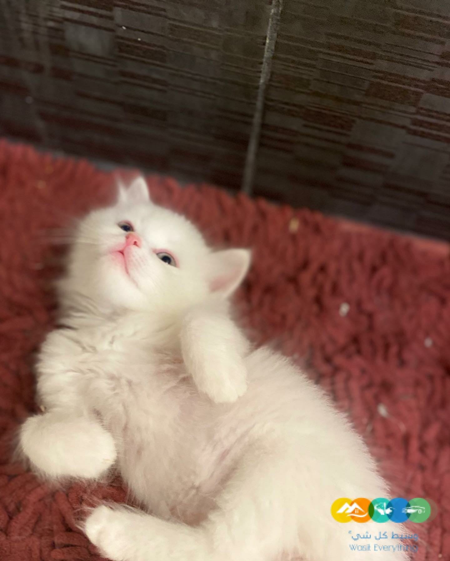 للبيع قطط شيرازى و هيمالايا