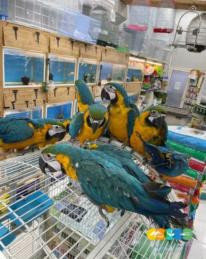 فروخ مكاو بلو اند قولد