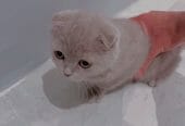 قطه سكوتش دبل فولد بيور