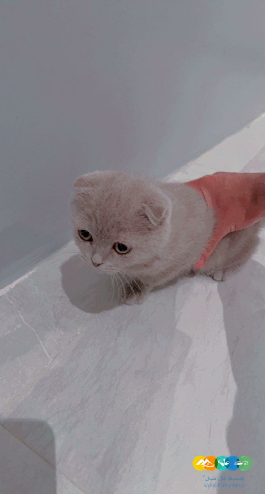 قطه سكوتش دبل فولد بيور