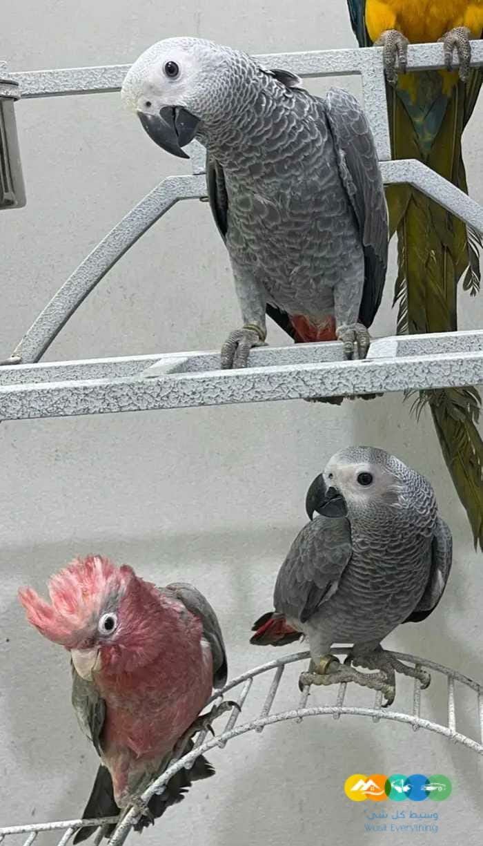 فروخ مكاو قالا كاسكو