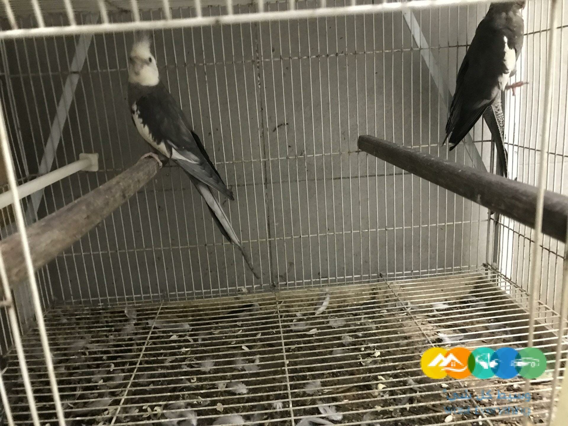 اجوز كروان هولندي / تم البيع