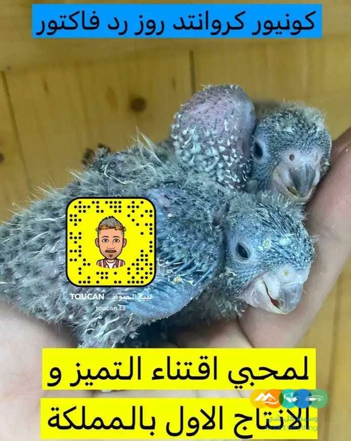 لاهل النوادر فروخ كروانتد / تم البيع