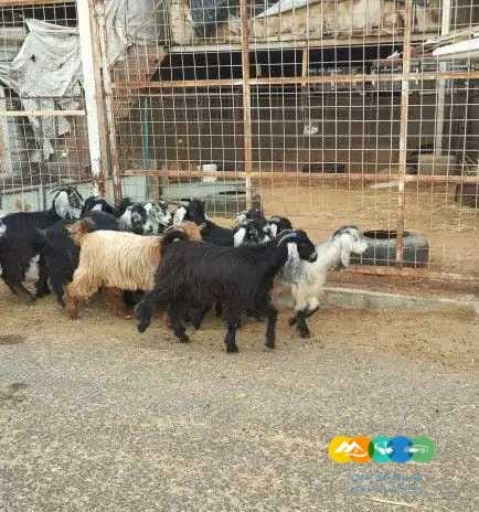 معزا جفرات عوارض