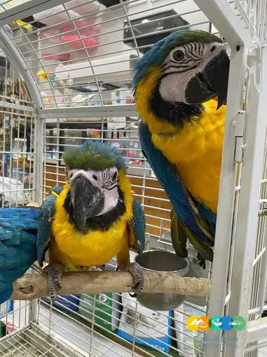 فروخ كاسكو مكاو كوكاتو قالا