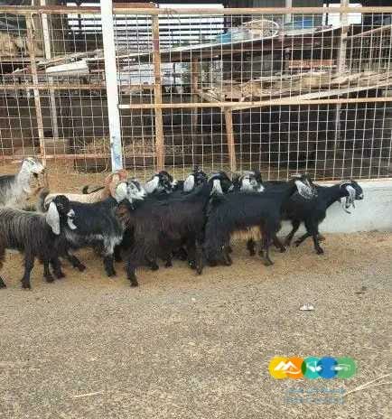 معزا جفرات عوارض