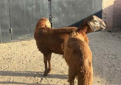 5aae4246-384d-4dc8-8d25-82d1f73f5aa0