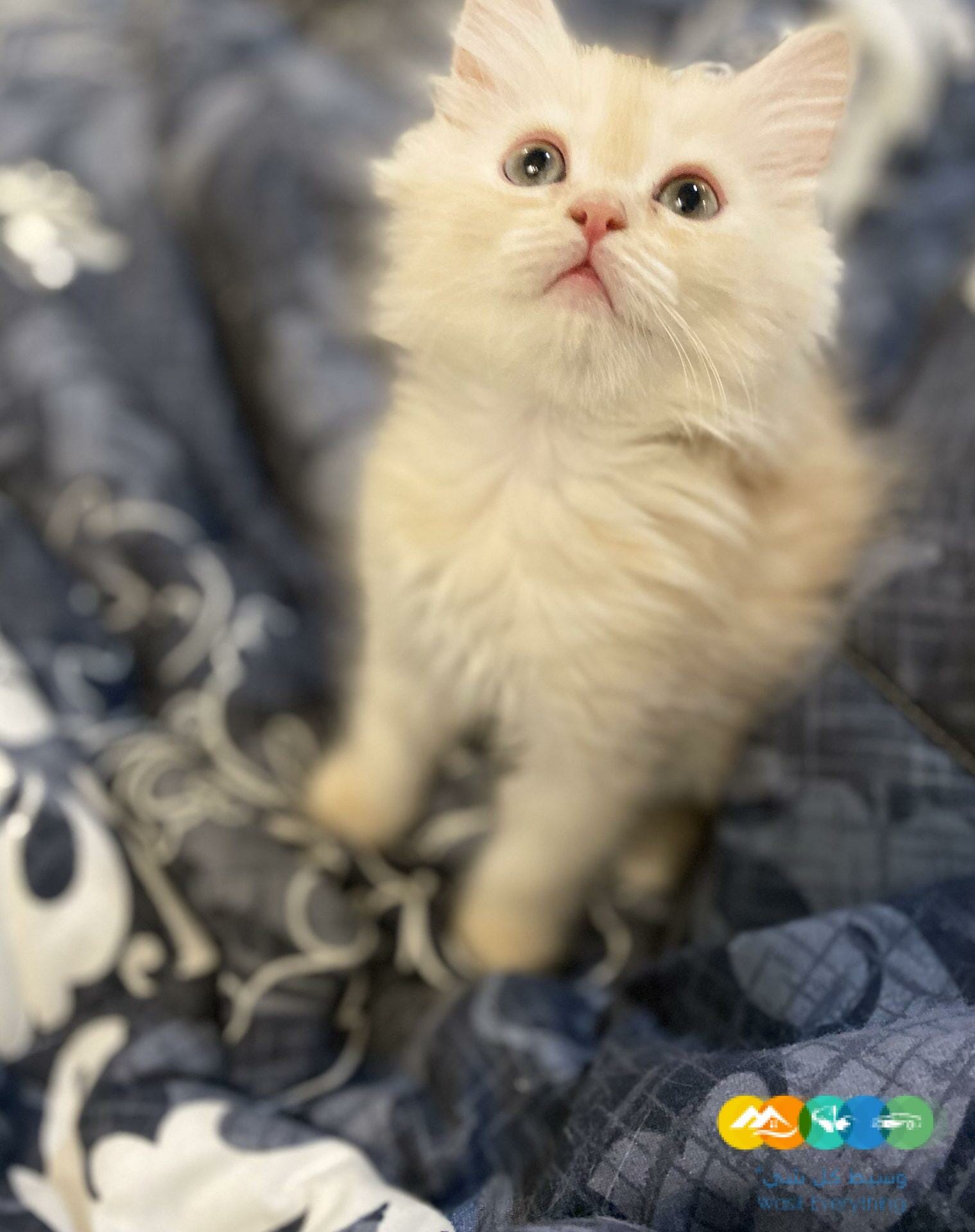 للبيع قطط شيرازى و هيمالايا