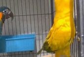 فروخ كاسكو مكاو كوكاتو قالا