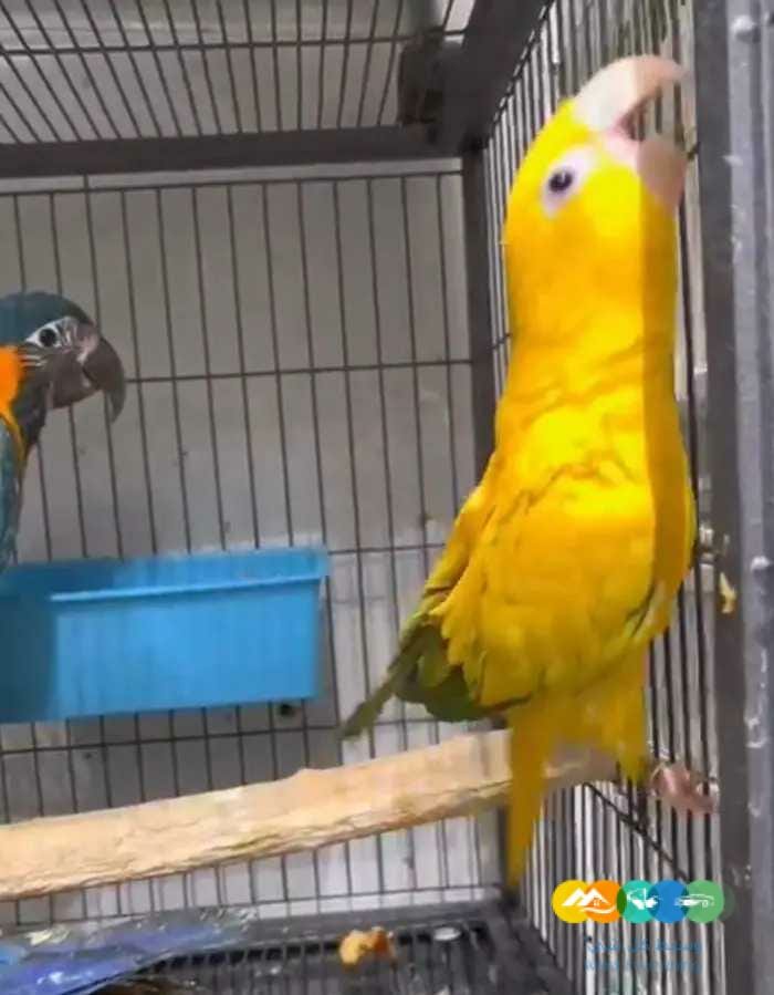 فروخ كاسكو مكاو كوكاتو قالا