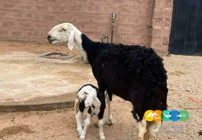حريات مواليد طيبه 3 تحتها 3