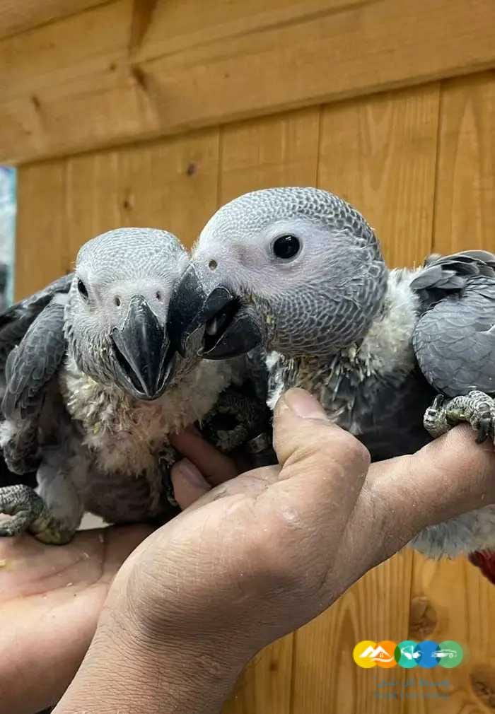 فروخ كاسكو مكاو كوكاتو قالا