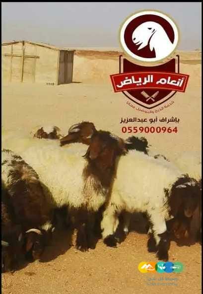 أنعام الرياض للذبائح البلدي