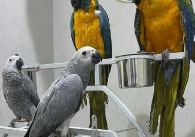 7300c294-d3f0-46cb-a359-99e7d4d4d65b