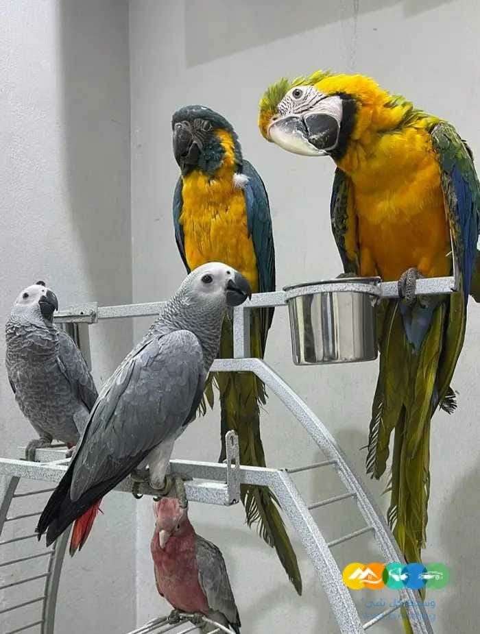 فروخ مكاو قالا كاسكو