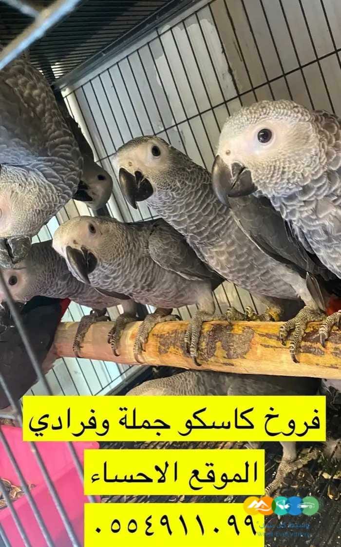 فروخ كاسكو افضل سعر بالسوق