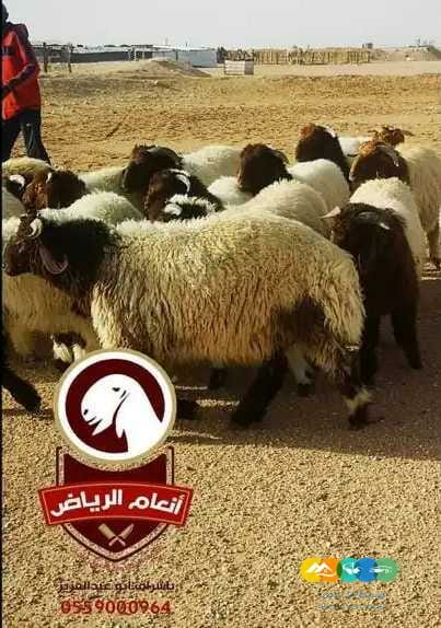 ذبايح فاخره وجبره