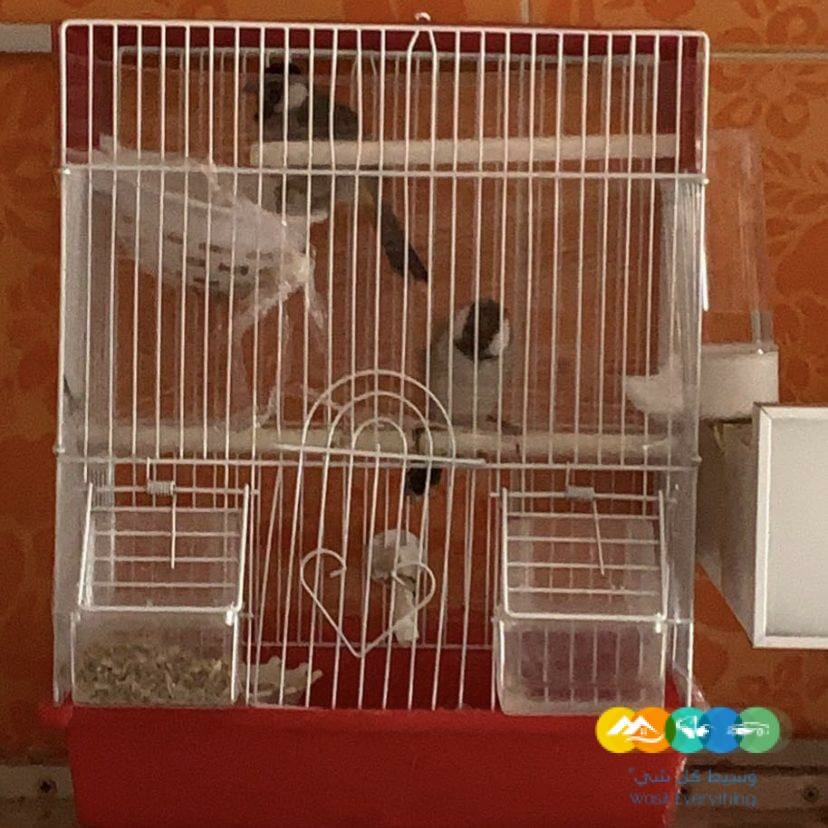 الرياض ظهرةلبن