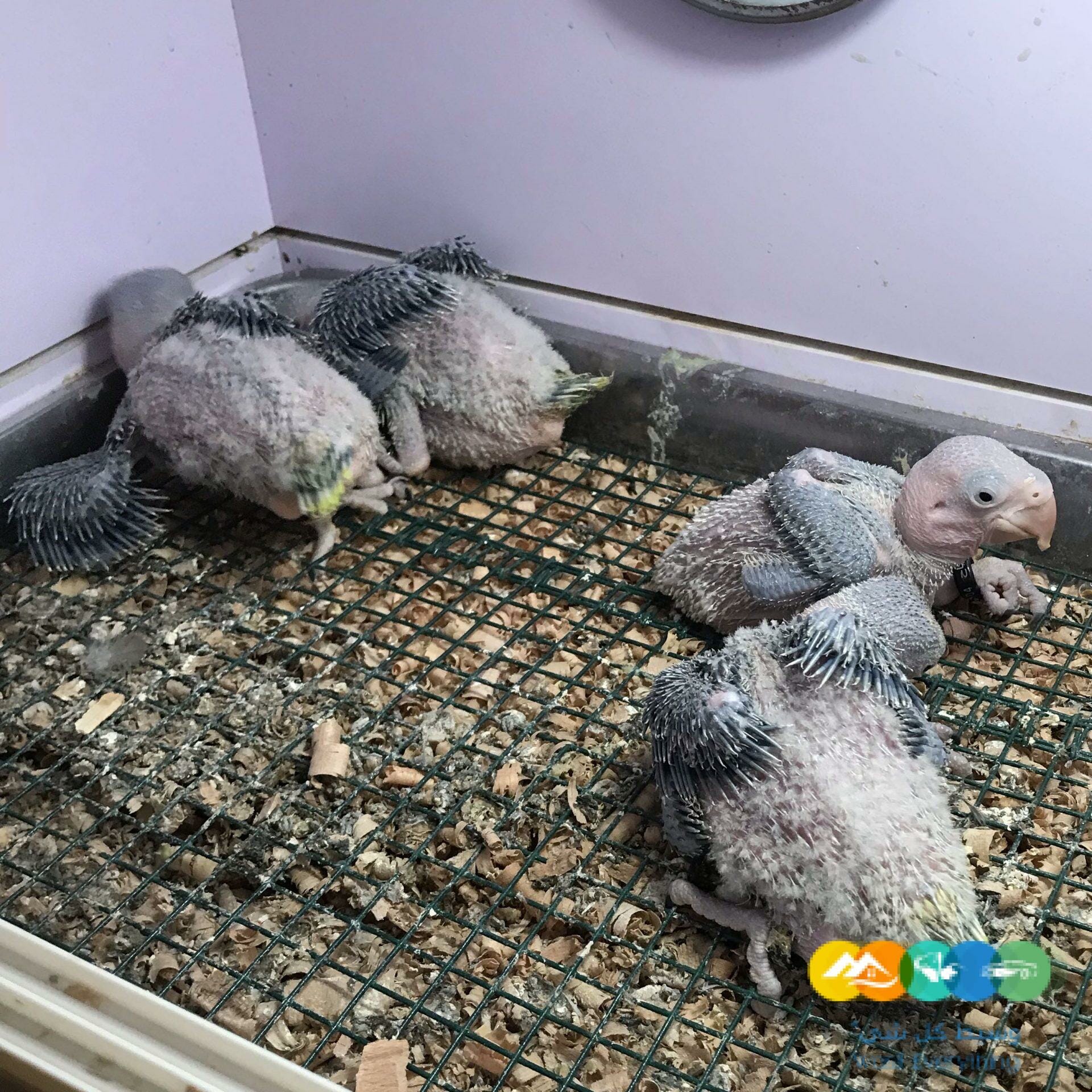 فروخ درة نيبالي / تم البيع