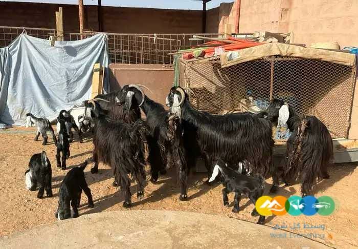 معزا مواليد متاويم عوارض