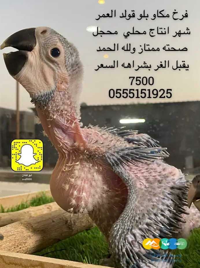 فرخ مكاو بلواند قولد