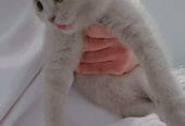 قطه سكوتش دبل فولد بيور