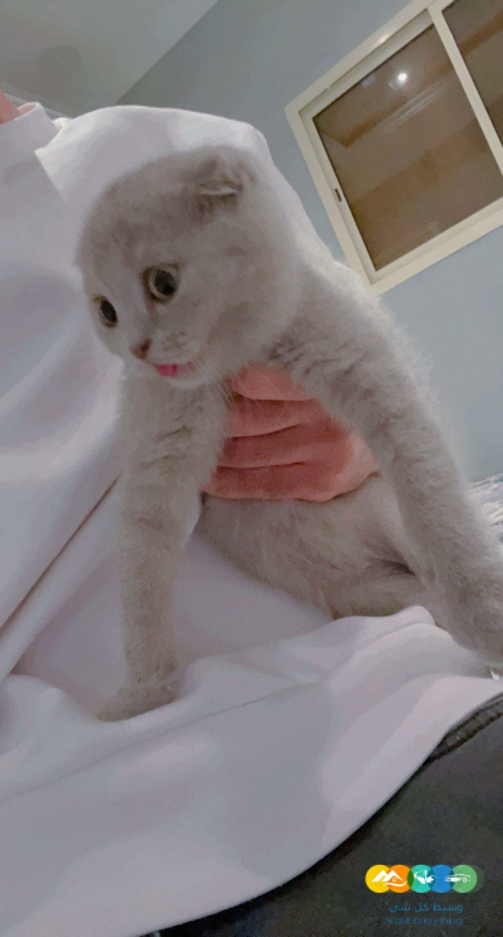 قطه سكوتش دبل فولد بيور