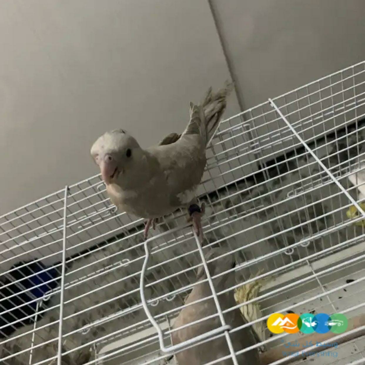 كروان هولندي فرخ / تم البيع