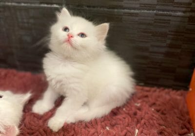 ED886979-F07A-4599-9CF3-B6CA0B77B358